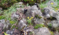 Yağmur yağışlarıyla birlikte 'Doğanın gizli kahramanları' böcekler iş başı yaptı