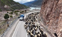 Yayla yolunda zorlu göçler başladı