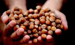 Yılın ilk çeyreğinde 2 bin 784 ton fındık ihraç edildi