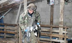 Yozgatlı keçi yetiştiricisi kireçli yöntemle hayvan kayıplarını önledi