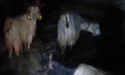 Yüksekova'da ahırları su bastı: Mahsur kalan hayvanlar kurtarıldı