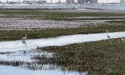 Yüksekova'da küçük akbalıkçıllar görüntülendi