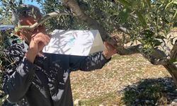 Zeytin güvesine karşı tuzak kurulumları başladı