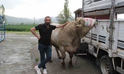 1,2 tonluk kurbanlık 650 bin liraya alıcısını bekliyor