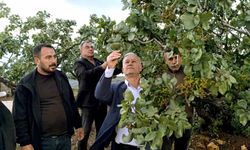 Altun, dolu yağışlarının ardından fıstık bahçelerini gezdi