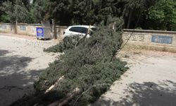 Antalya'da mezarlıktaki ağaç devrildi, park halindeki araç zarar gördü