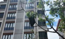 Ataşehirde bahar bereketiyle geldi, o anlar ilgi odağı oldu: Yüzlerce arı şehir içinde yuva yaptı
