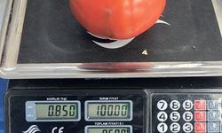 Aydın'da 850 gramlık domates pazarda ilgi gördü