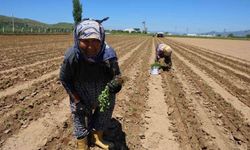 Aydın'da biberler toprakla buluştu