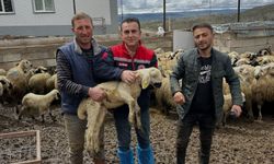 Aydıntepe'de küçükbaş hayvan tespitleri sürüyor