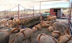 Ayvalık'ta kurban pazarı hizmete açıldı
