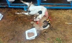 Başıboş köpekler buzağıyı parçaladı