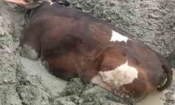 Bataklıkta mahsur kalan inek iş makinesiyle kurtarıldı