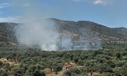 Bayındır'da zeytinlik alanda yangın