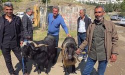 Bayram öncesi hayvan pazarına ilgi arttı
