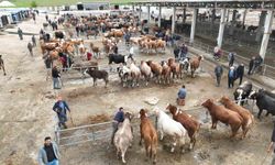Bayrama sayılı günler kala Sorgun canlı hayvan pazarında hareketlilik yaşandı