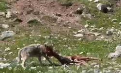 Bir yandan yakaladığı dağ keçisin yiyen kurt, diğer yandan havada süzülen akbabalar
