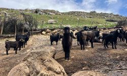 Denizli'de küçükbaş hayvancılık yetiştiriciliği giderek azarlıyor