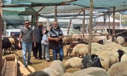 Didim'de kurbanlıklar satışta