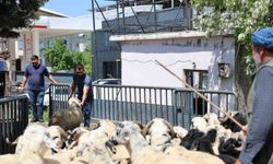 Diyarbakır'dan şehir dışına kurbanlık sevki devam ediyor