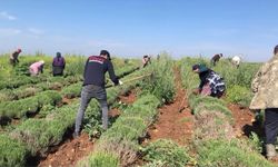 Edirne'de verimsiz araziler lavanta tarlasına dönüştü