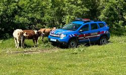 Elazığ'da kaybolan inekler dron ile bulundu