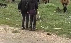 Elazığ'da minik çobanların sürü başında halayı
