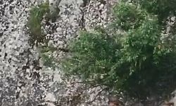 Elazığ'ın tarihi mahallesinde dağ keçileri görüntülendi