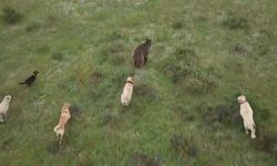Eskişehir'de sürüye saldıran ayıya kangal köpekleri engel oldu