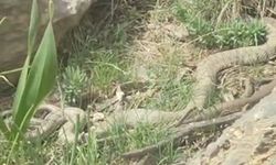 Hakkari'de doğaseverler dev engerekle karşılaştı