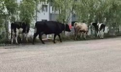 Hayvan pazarından kaçan büyükbaş havanlar gezintiye çıktı