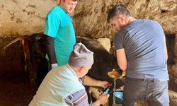 İhsaniye'de şap hastalığına karşı çalışma yapıldı
