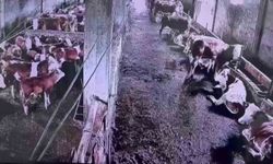 İnsanların hissetmediği depremi inekler hissetti