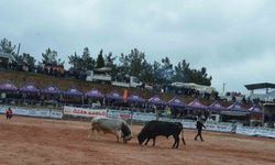 İzmir'de 3. Boğa Güreşleri Festivali heyecanı yaşandı