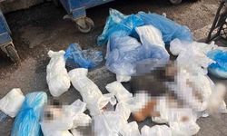 İzmir'deki '33 ölü kedi' vahşetinde yeni gelişme