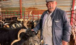 Kahramanmaraş'ta hayvan pazarında sakinlik hakim