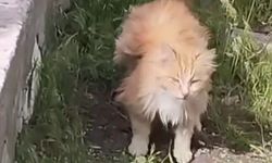 Kanadı andıran tüyleriyle dikkat çeken kedi kamerada