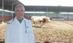 Karanfil 'Kesime 6 saat kala yem vermeyin'