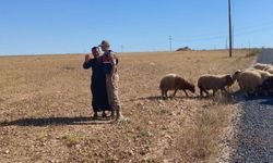 Kaybolan küçükbaş hayvanları jandarma buldu
