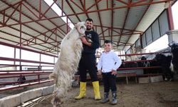 Kurban mesaisinde 'rekor' heyecanı: 140 kilogramlık dev keçi