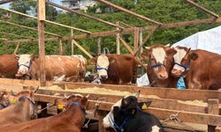 Kurban pazarında dakikalarca süren pazarlıkta inat kazandı