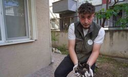 Mazgalda sıkışan kedi yavruları kurtarıldı