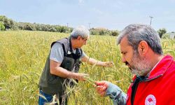 Menteşe'de ekipler sahada hastalık ve süne denetiminde