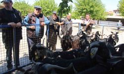 Muğla'da kurbanlık satışları devam ediyor