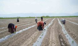 Muş'ta aromasıyla öne çıkan karpuzun ekimine başlandı