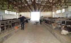 Muş'tan batı illerine 50 bin kurbanlık hayvan sevk edilecek
