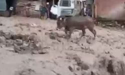 Şebinkarahisar'da şiddetli yağış