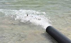 Sinop'ta 2 bin adet mersin balığı denize bırakıldı