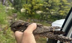 Sinop'ta yaralı kuşa şefkat eli