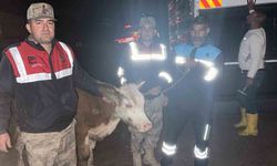 Siverek'te çalınan büyükbaş hayvan jandarma tarafından bulundu